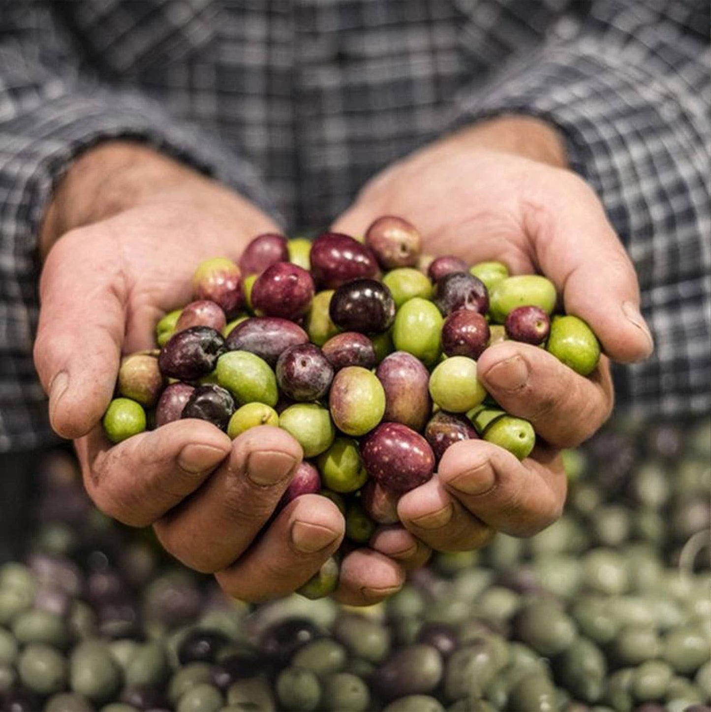 Extra Virgin Olive Oil - Portuguese "Galega" (olive variaty)