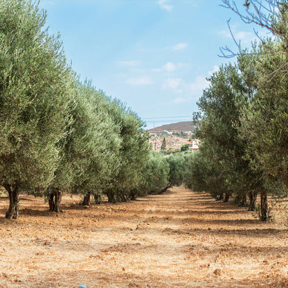 Extra Virgin Olive Oil - Portuguese "Galega" (olive variaty)
